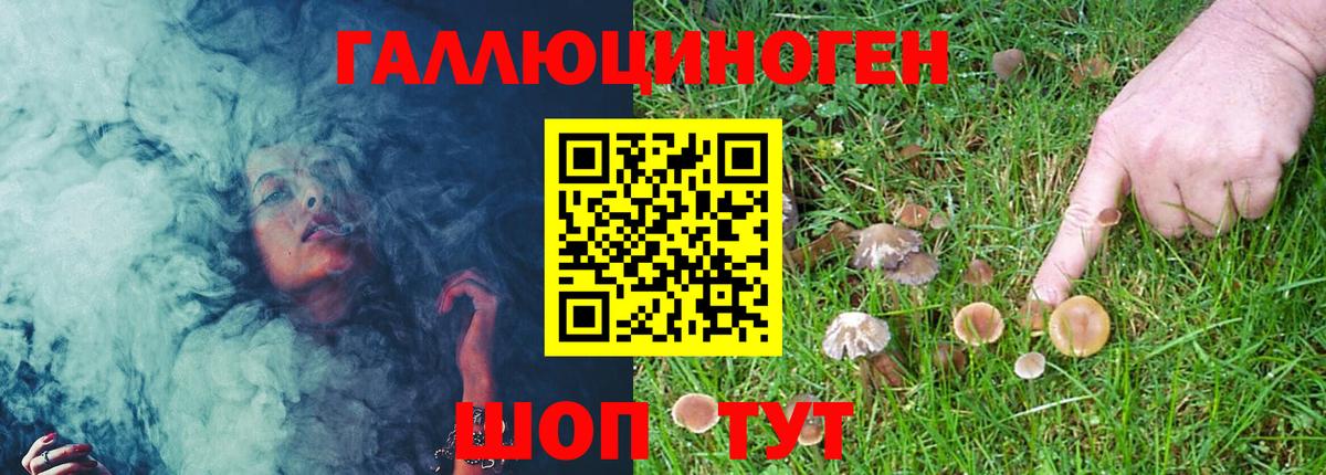 Бор  Галлюциногенные грибы Psilocybe  Вход с VPN 